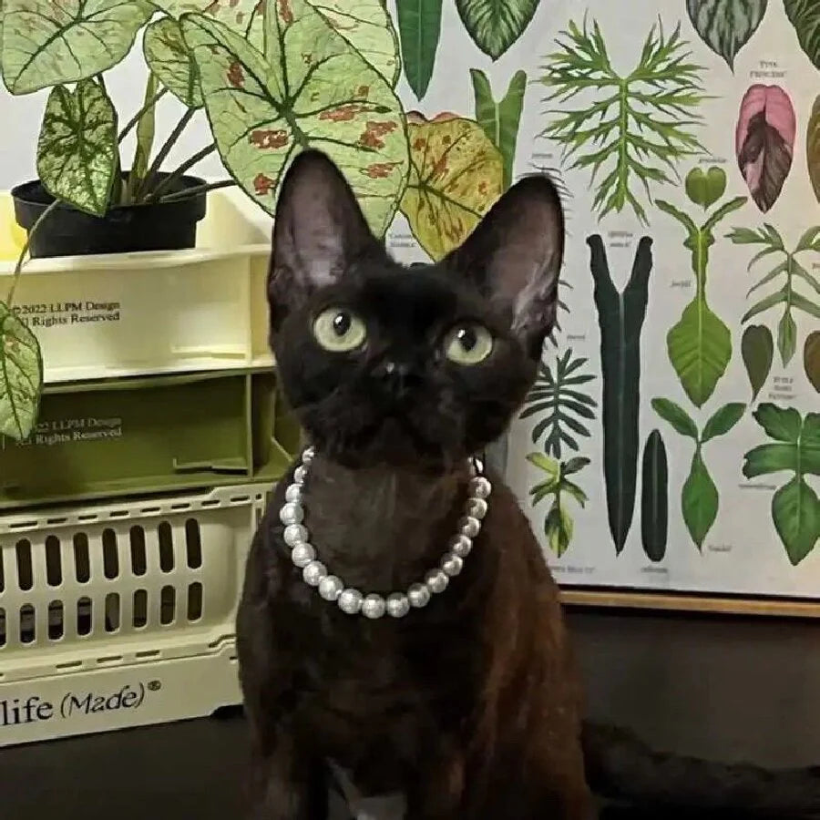 Pet Square Gem Collar Loves And Cats